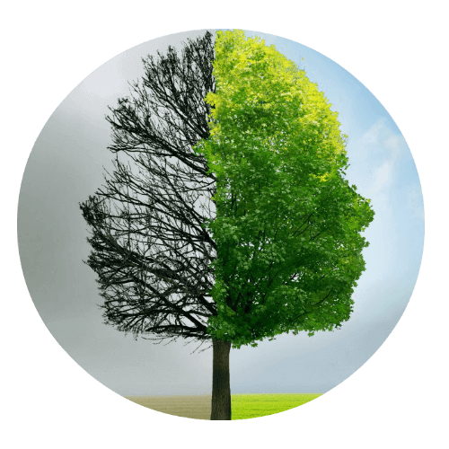 Therapy Tree